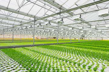 Lettuce growing in greenhouse. Hydroponic vegetables
