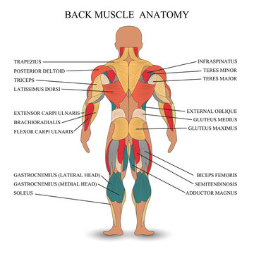 Anatomy of human muscles in the back, a template for medical tutorial, banner. Vector illustration.