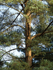 lickey hills