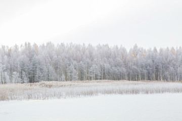 Nice winter day at lake after blizzard. Winter forest with trees covered snow.