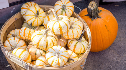 Basket of small pumpkins next to a large pumpkin