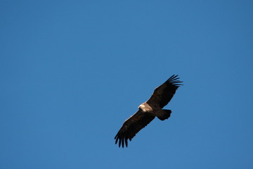 Vautour fauve (gyps fulvus)