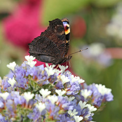 Papillon Paon du jour sur fleur de statice