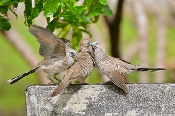 Zebra dove, turtledoves fighting