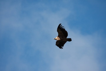 Vautour fauve (gyps fulvus)