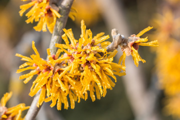 Hamamelis mollis Blüte