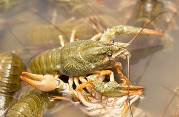 Live crayfish in the water as a background