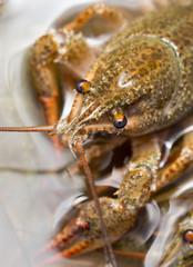 Live crayfish in the water as a background