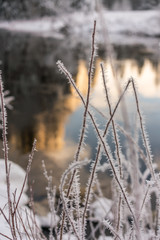 Ice froms on plants at Valley View Yosemite National Park after a winter storm, with El Capitan reflection in the background