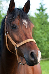 Portret brązowego konia
