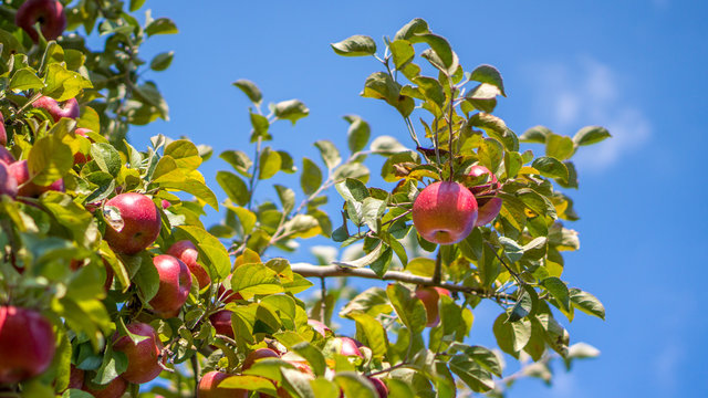 Apples on the tree ready to be picked at Fall harvest on the farm