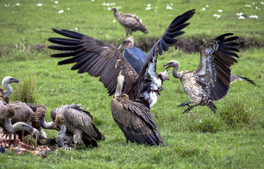 Several species of vultures fighting with each other over the remains of a carcass in Kenya