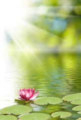 image de fleur de lotus sur l& 39 eau