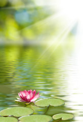 image of lotus flower on the water
