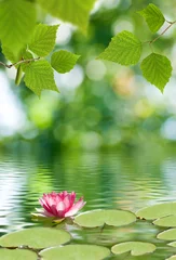 Photo sur Plexiglas fleur de lotus image de fleur de lotus sur l& 39 eau