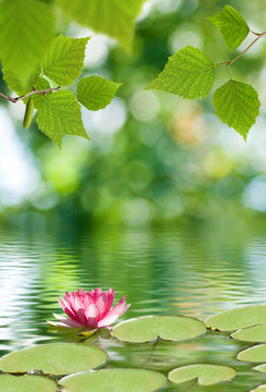 Fototapeta image of lotus flower on the water