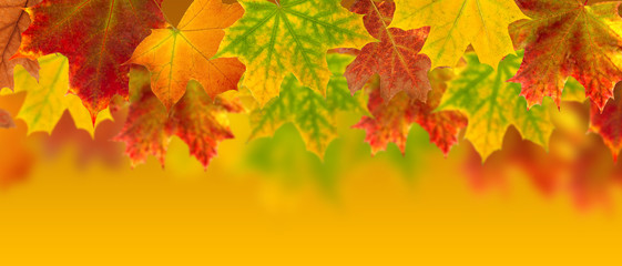 image of dry autumn leaves closeup