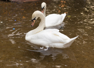 two swans on the pond
