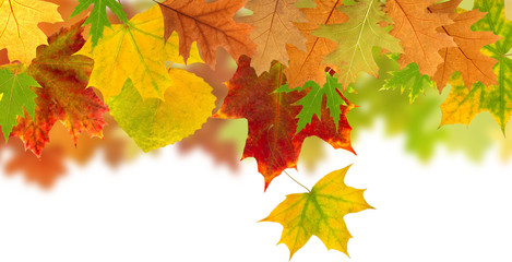 Naklejka na ściany i meble image of dry autumn leaves closeup