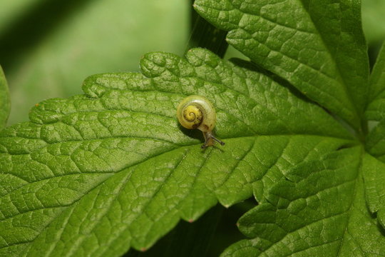 Kleine gelbe Schnecke auf einem Blatt, Gastropode