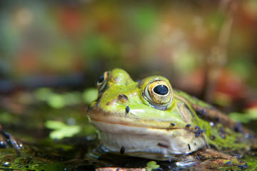 zielona żaba jeziorkowa 3