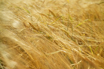wheat field