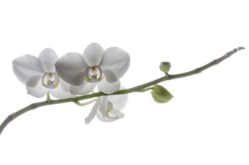 Naklejka na ściany i meble Weiße Orchideen 
