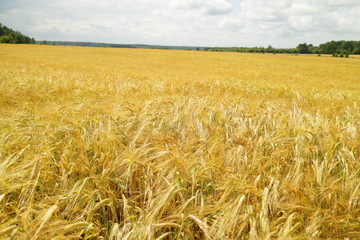 wheat field