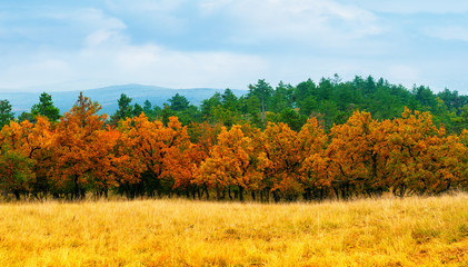 Colorful trees in autumn