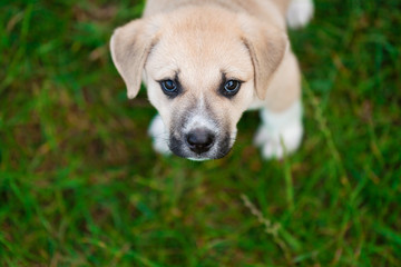 Naklejka na ściany i meble Puppy standing on green grass and looking to camera. Faithful glance. True Friend