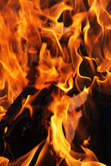 Gorące płomienie ogniska 1 - obrazy, fototapety, plakaty