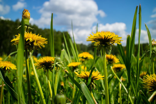 spring field