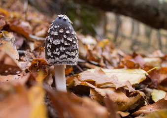 mushroom in the forest