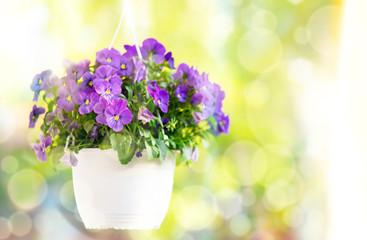 Pansy