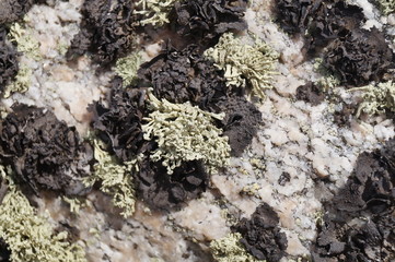 Stone surface with multicolored  lichens 