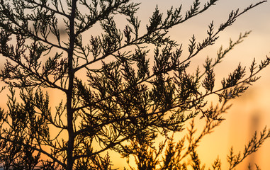 tree branch at sunset