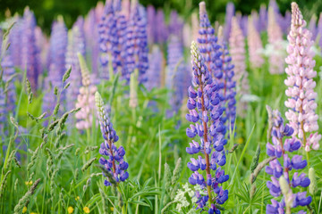Lupine blooming meadow