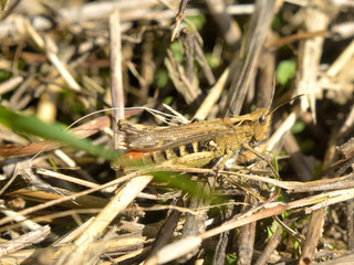 grasshopper