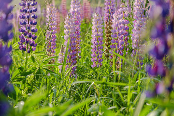 Obraz premium Lupine blooming meadow
