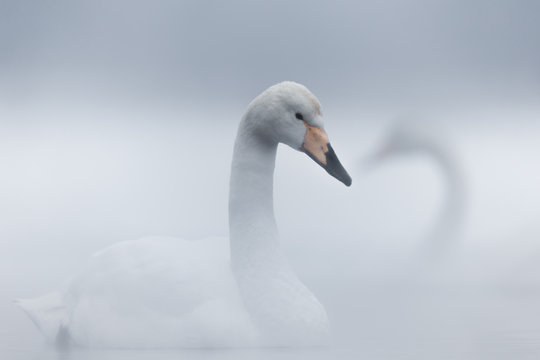whooper swan