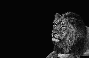 Naklejka premium Lion, black and white head shot of an adult Lion. King of all animals.