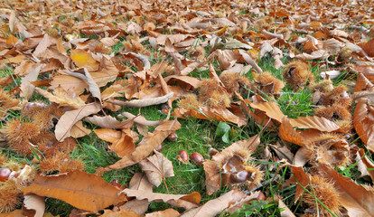 Feuilles mortes et bogues de châtaignier