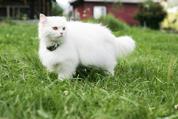 Pretty white cat walking on grass