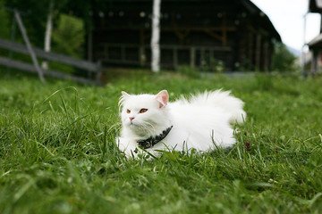Naklejka na ściany i meble White cat lying on the grass and looks aside