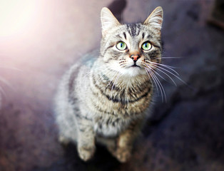 Striped cat with green eyes looking up and jumps
