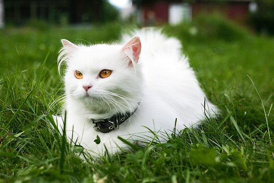 White cat lying on the grass and looks aside