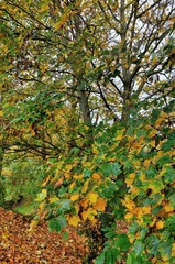 Arbres et feuilles d'automne