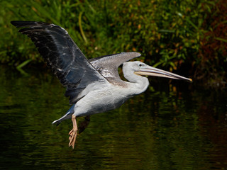 Pink-backed pelican (Pelecanus rufescens)