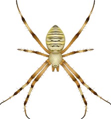 spider argiope bruennichi on white background