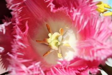 Obraz na płótnie Canvas Tulip blossom a beautiful summer flower